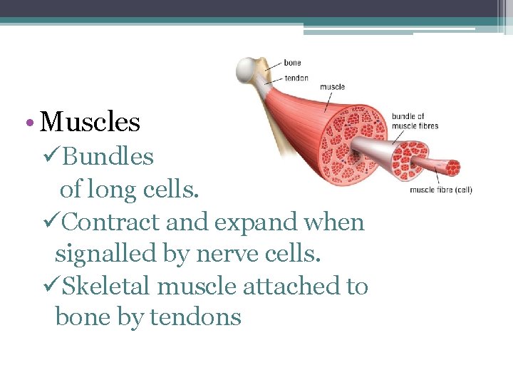  • Muscles üBundles of long cells. üContract and expand when signalled by nerve