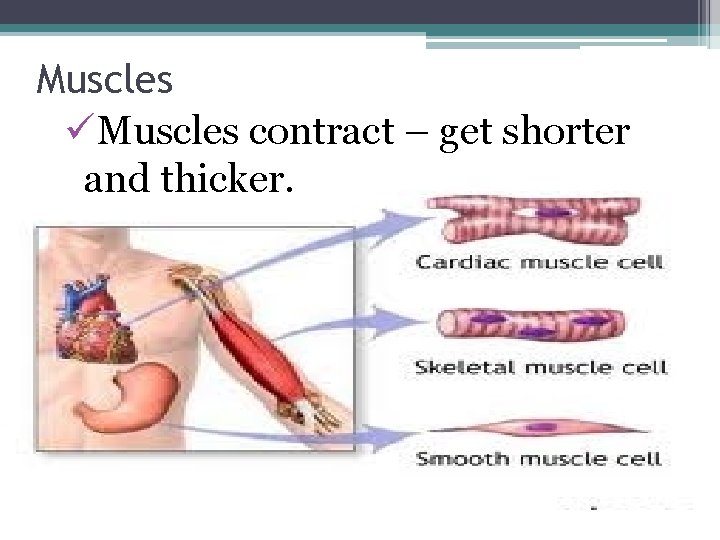 Muscles üMuscles contract – get shorter and thicker. 