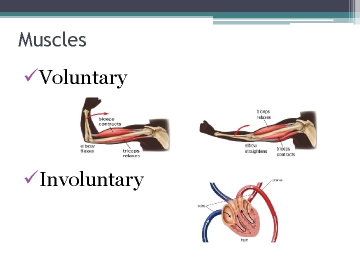 Muscles üVoluntary üInvoluntary 