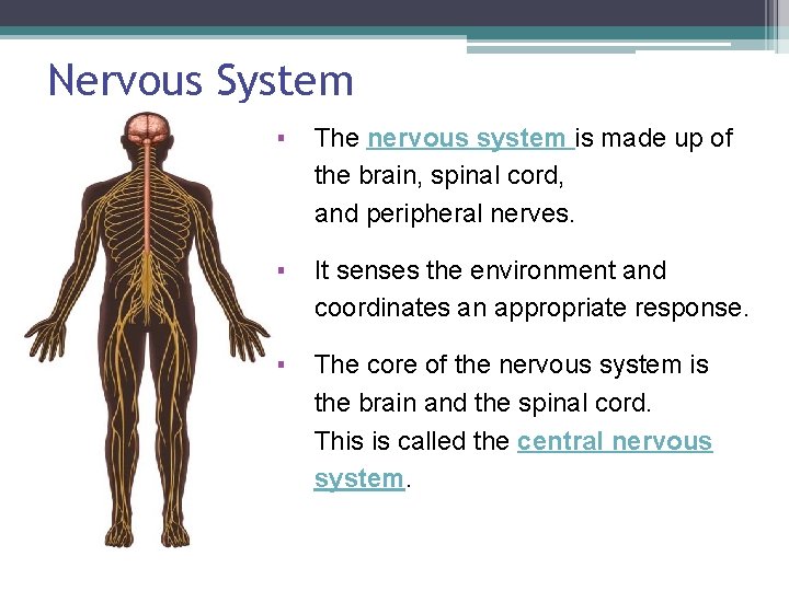 Nervous System ▪ The nervous system is made up of the brain, spinal cord,
