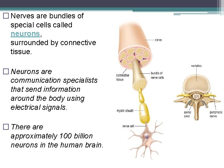 � Nerves are bundles of special cells called neurons, surrounded by connective tissue. �