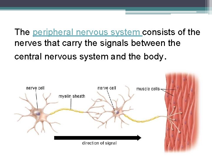 The peripheral nervous system consists of the nerves that carry the signals between the