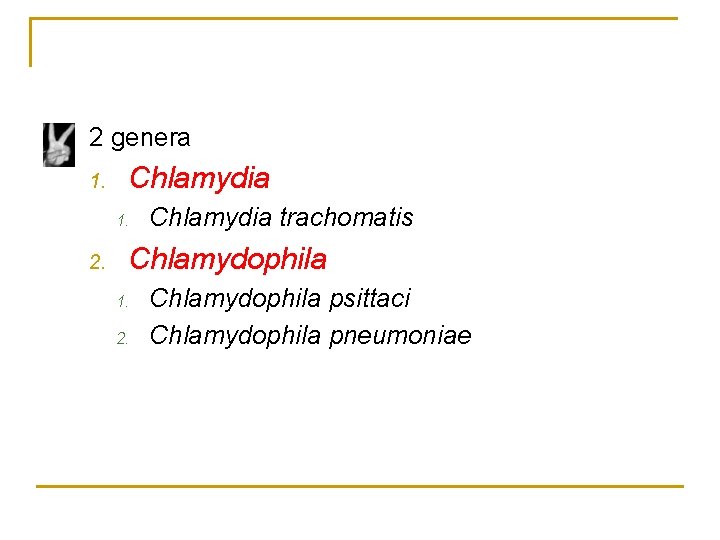 2 genera 1. Chlamydia 1. 2. Chlamydia trachomatis Chlamydophila 1. 2. Chlamydophila psittaci Chlamydophila
