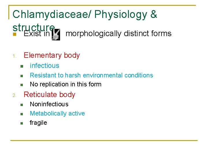 Chlamydiaceae/ Physiology & structure n Exist in morphologically distinct forms Elementary body 1. n