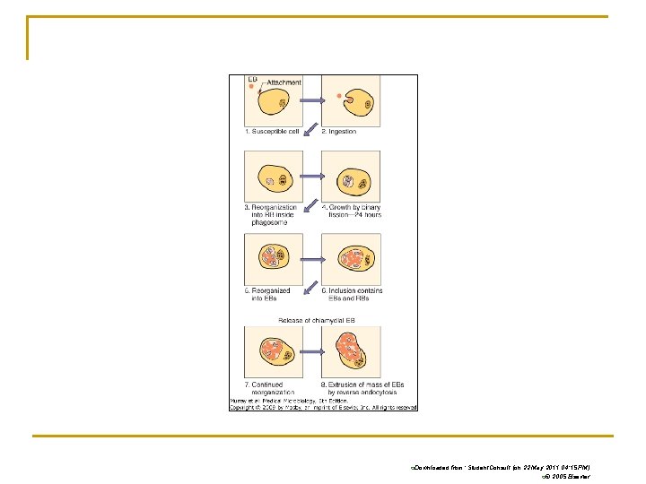 q. Downloaded from: Student. Consult (on 22 May 2011 04: 15 PM) q© 2005