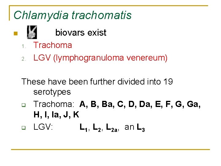 Chlamydia trachomatis biovars exist n 1. 2. Trachoma LGV (lymphogranuloma venereum) These have been