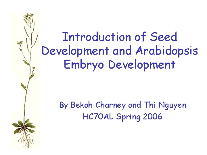 Introduction of Seed Development and Arabidopsis Embryo Development By Bekah Charney and Thi Nguyen