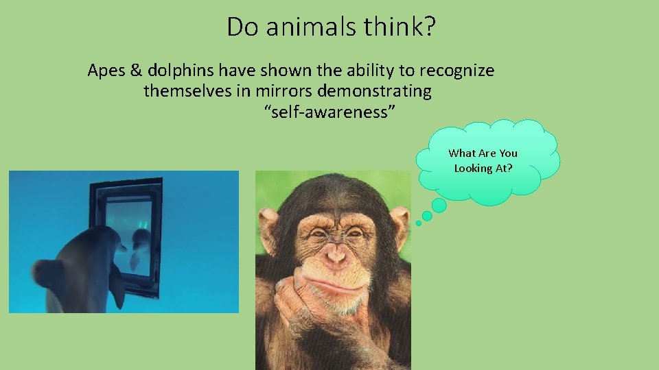 Do animals think? Apes & dolphins have shown the ability to recognize themselves in