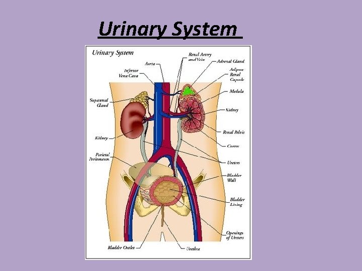 Urinary System 