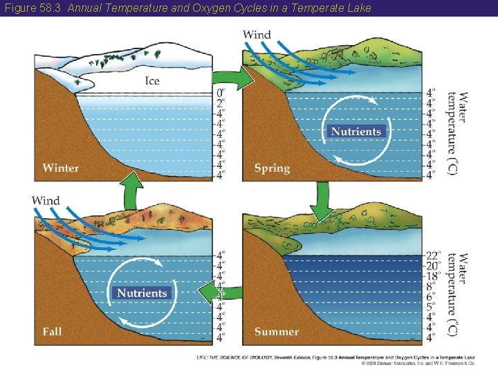 Figure 58. 3 Annual Temperature and Oxygen Cycles in a Temperate Lake 