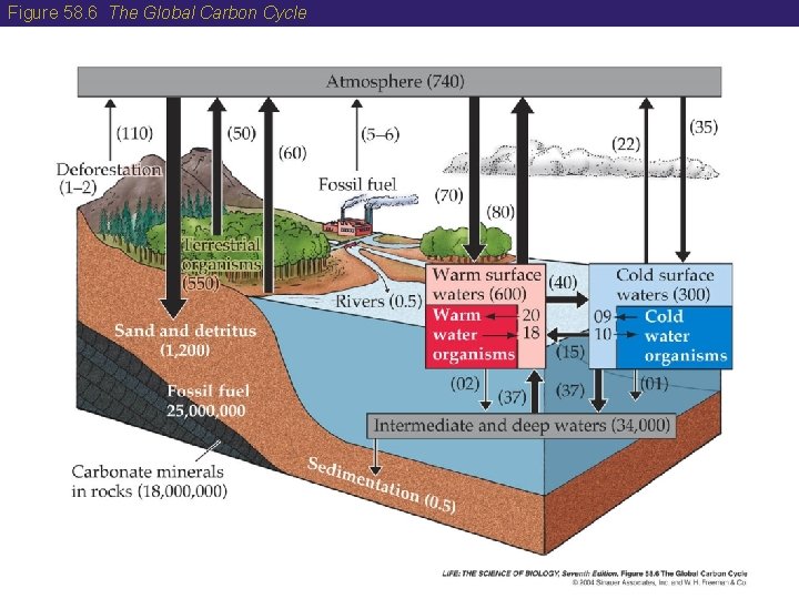 Figure 58. 6 The Global Carbon Cycle 