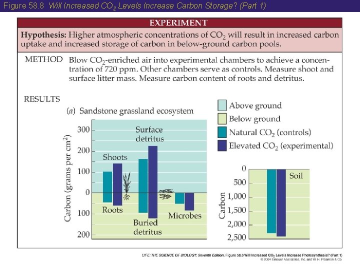 Figure 58. 8 Will Increased CO 2 Levels Increase Carbon Storage? (Part 1) 