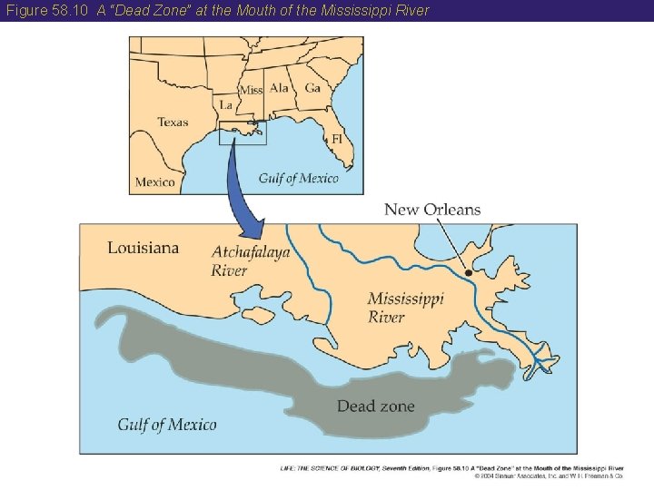 Figure 58. 10 A “Dead Zone” at the Mouth of the Mississippi River 