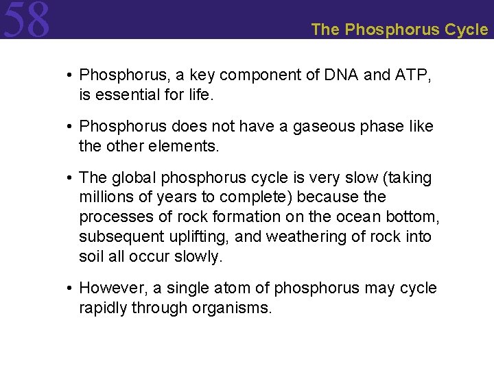 58 The Phosphorus Cycle • Phosphorus, a key component of DNA and ATP, is