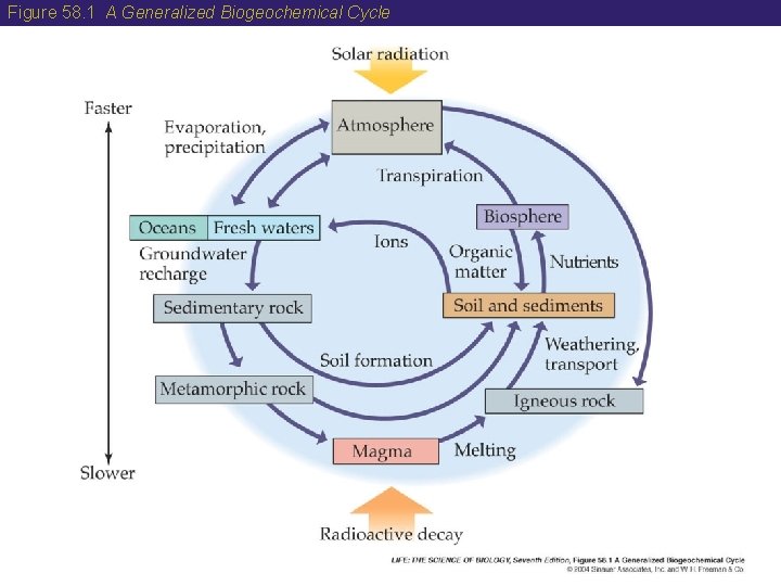 Figure 58. 1 A Generalized Biogeochemical Cycle 