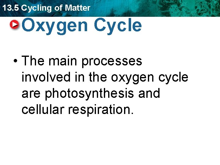 13. 5 Cycling of Matter Oxygen Cycle • The main processes involved in the