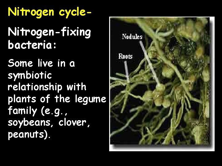 Nitrogen cycle. Nitrogen-fixing bacteria: Some live in a symbiotic relationship with plants of the