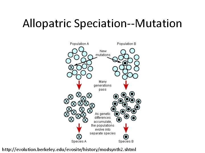 Allopatric Speciation--Mutation http: //evolution. berkeley. edu/evosite/history/modsynth 2. shtml 