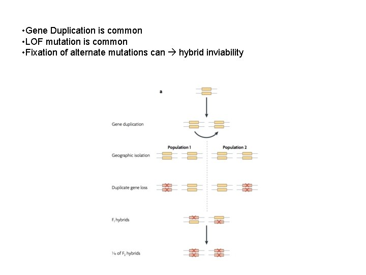  • Gene Duplication is common • LOF mutation is common • Fixation of