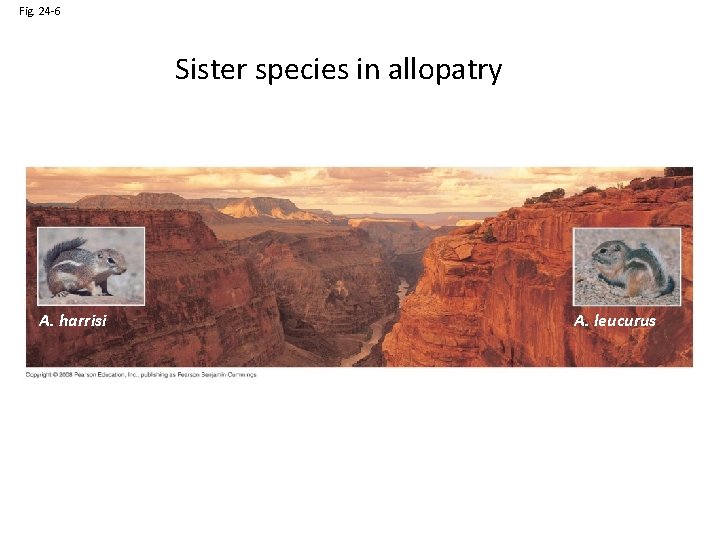 Fig. 24 -6 Sister species in allopatry A. harrisi A. leucurus 