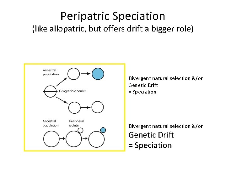 Peripatric Speciation (like allopatric, but offers drift a bigger role) Divergent natural selection &/or