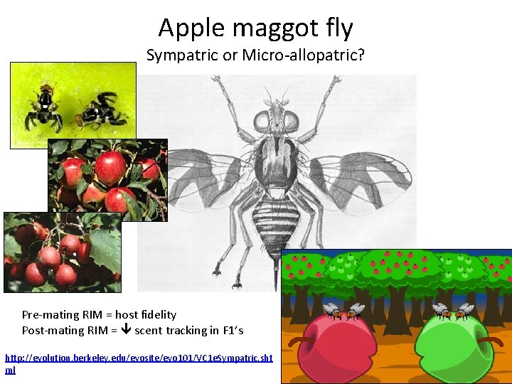 Apple maggot fly Sympatric or Micro-allopatric? Pre-mating RIM = host fidelity Post-mating RIM =