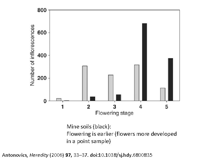 Mine soils (black): Flowering is earlier (flowers more developed in a point sample) Antonovics,