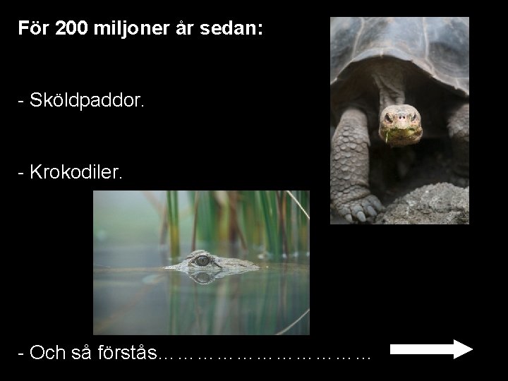 För 200 miljoner år sedan: - Sköldpaddor. - Krokodiler. - Och så förstås……………… 
