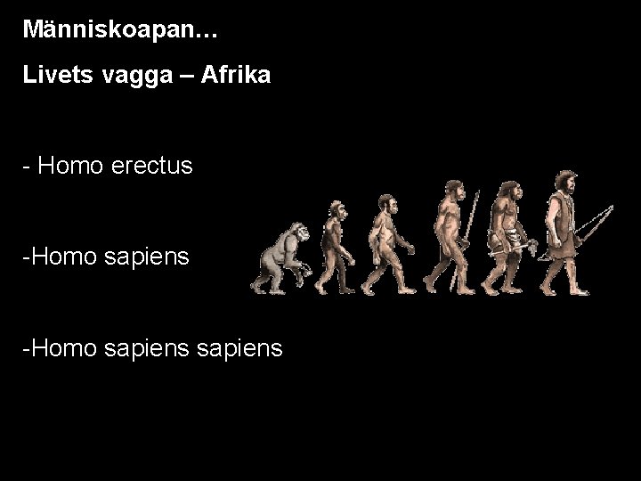 Människoapan… Livets vagga – Afrika - Homo erectus -Homo sapiens 