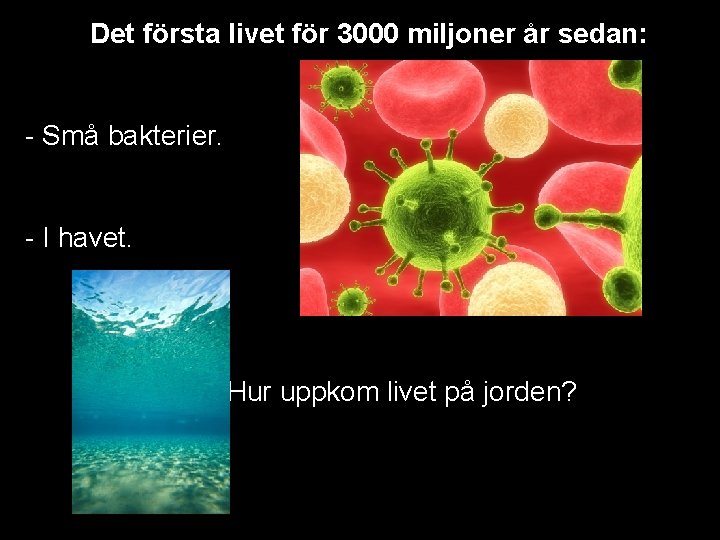 Det första livet för 3000 miljoner år sedan: - Små bakterier. - I havet.