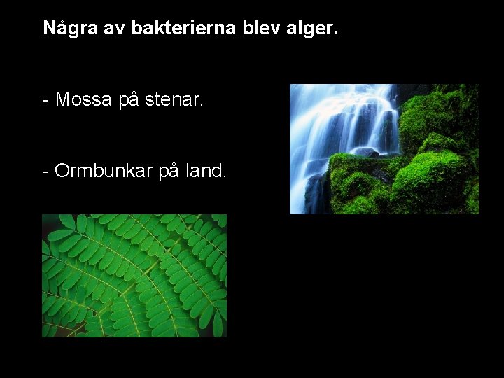 Några av bakterierna blev alger. - Mossa på stenar. - Ormbunkar på land. 