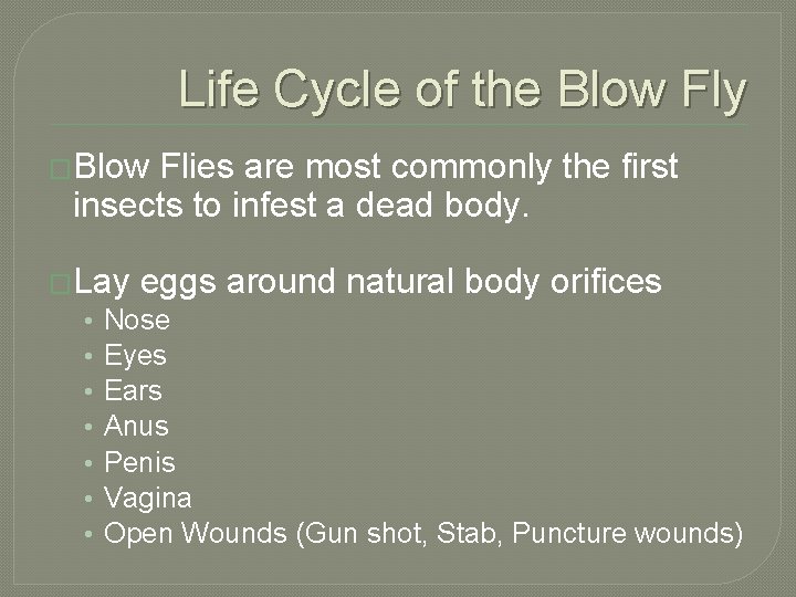 Life Cycle of the Blow Fly �Blow Flies are most commonly the first insects