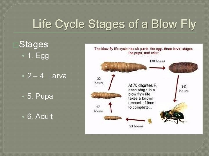 Life Cycle Stages of a Blow Fly �Stages • 1. Egg • 2 –