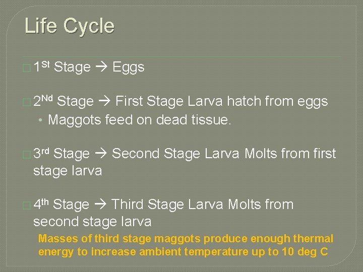 Life Cycle � 1 St Stage Eggs � 2 Nd Stage First Stage Larva