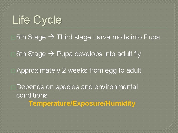 Life Cycle � 5 th Stage Third stage Larva molts into Pupa � 6