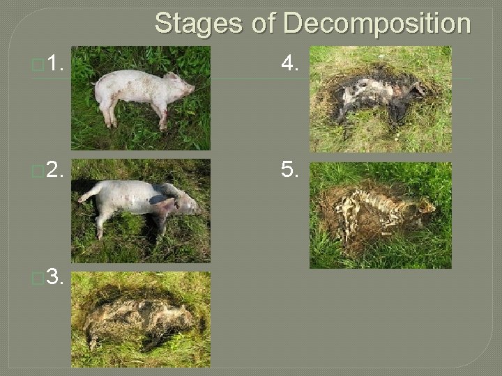 Stages of Decomposition � 1. 4. � 2. 5. � 3. 