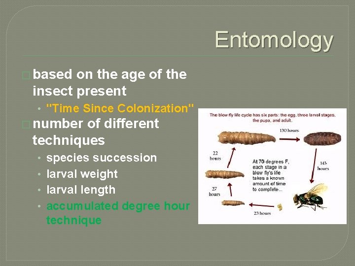 Entomology � based on the age of the insect present • "Time Since Colonization"