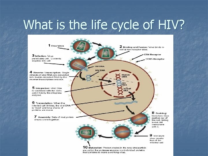 What is the life cycle of HIV? 