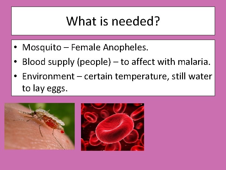 What is needed? • Mosquito – Female Anopheles. • Blood supply (people) – to