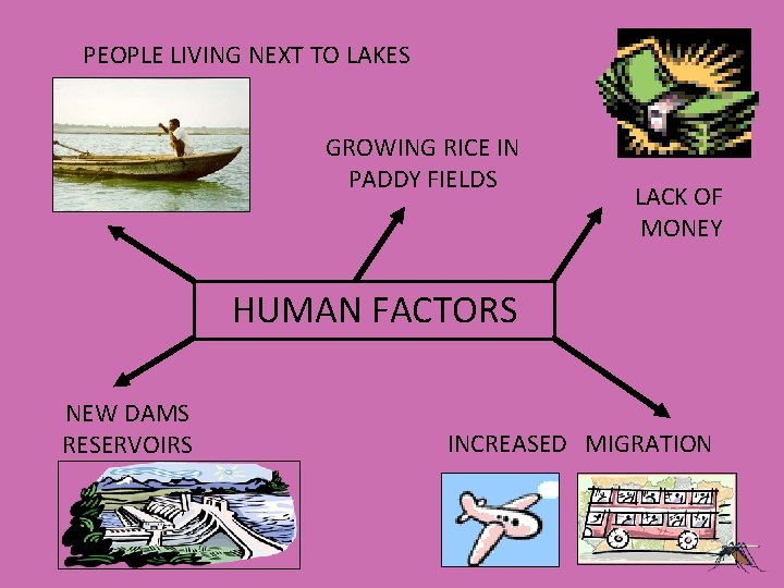 PEOPLE LIVING NEXT TO LAKES GROWING RICE IN PADDY FIELDS LACK OF MONEY HUMAN