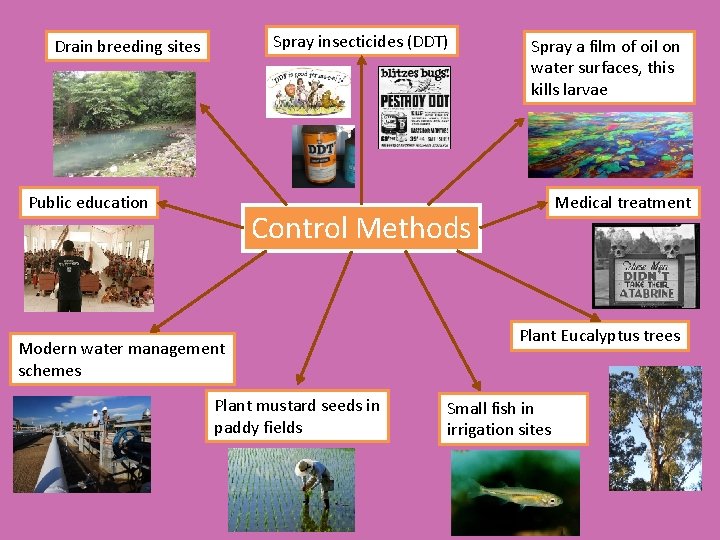 Spray insecticides (DDT) Drain breeding sites Public education Spray a film of oil on