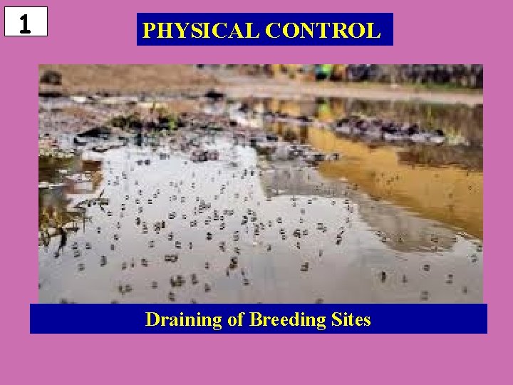 1 PHYSICAL CONTROL Draining of Breeding Sites 