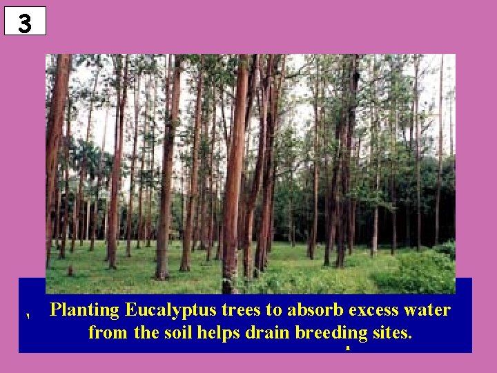 3 Draining places: mosquitoes need Flushing breeding out breeding sitesbecause by weekly release of