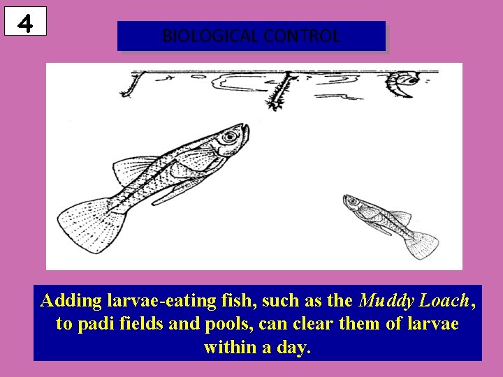 4 BIOLOGICAL CONTROL Adding larvae-eating fish, such as the Muddy Loach, to padi fields