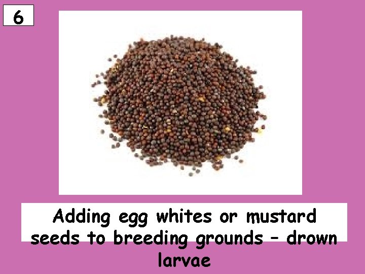 6 Adding egg whites or mustard seeds to breeding grounds – drown larvae 