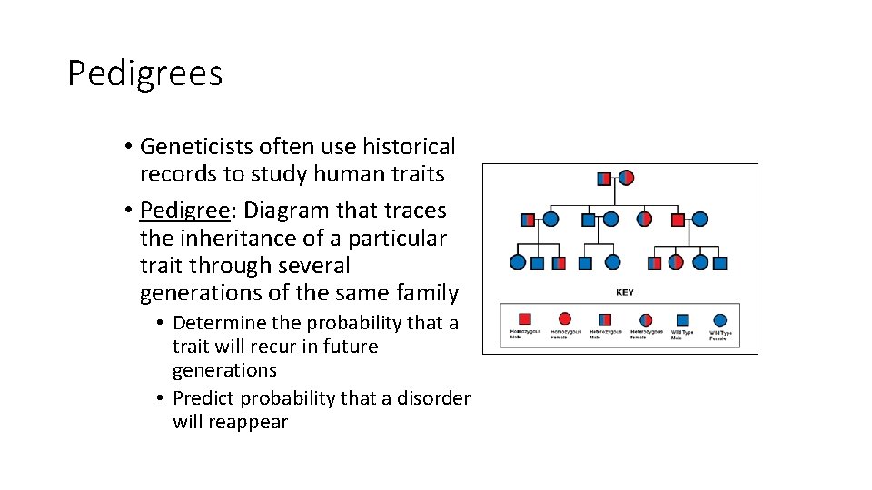 Pedigrees • Geneticists often use historical records to study human traits • Pedigree: Diagram