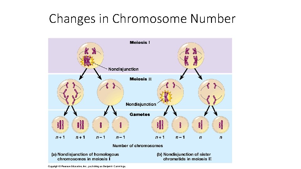 Changes in Chromosome Number 