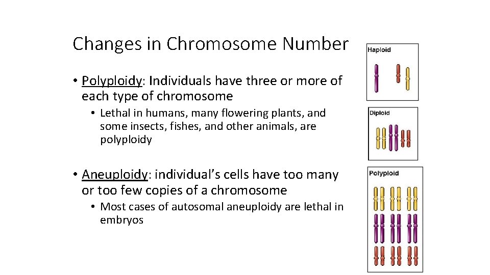 Changes in Chromosome Number • Polyploidy: Individuals have three or more of each type