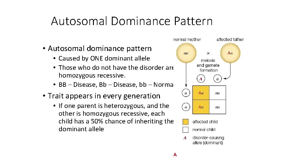 Autosomal Dominance Pattern • Autosomal dominance pattern • Caused by ONE dominant allele •