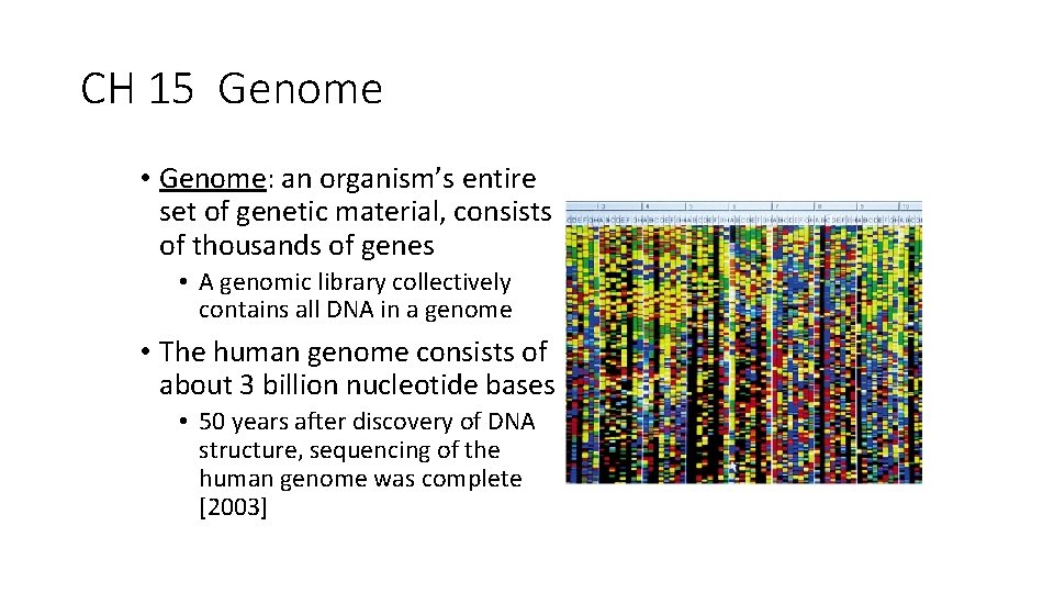 CH 15 Genome • Genome: an organism’s entire set of genetic material, consists of